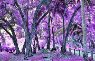 Beautiful fantasy infrared shots of palm trees on the seychelles islands