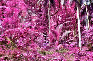 Beautiful fantasy infrared shots of palm trees on the seychelles islands