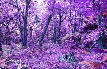 Beautiful fantasy infrared shots of palm trees on the seychelles islands