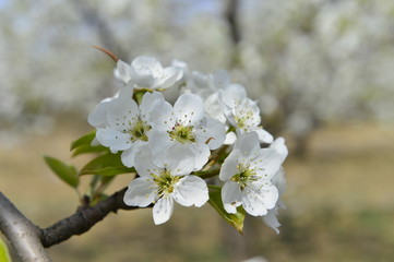 Obraz premium Pear flower in full bloom in spring