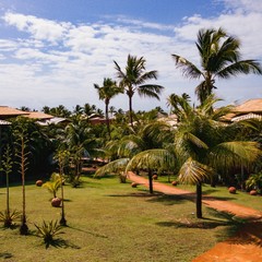 Fototapeta na wymiar palm trees on beach