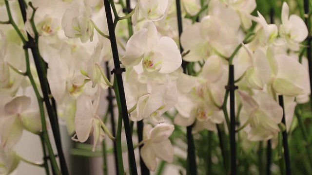 Close up of beautiful tropical exotic branch with Phalaenopsis orchid flowers. Botany concept. Orchid growing tips.
