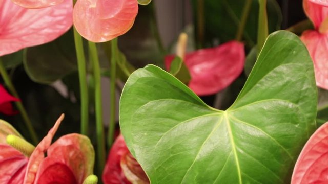 Anthurium is a herbaceous plant from the rainforests of Central and South America.. close-up of flowers from the florist market.