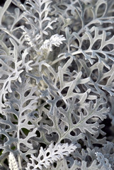 Closeup of Dusty Miller plant foliage