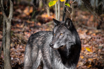A black phase timber wolf closeup in the forest