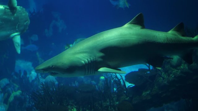 bull shark biology aquarium 4k