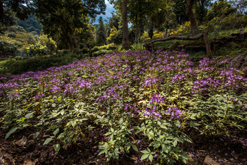 Obraz premium The blurred abstract background of the park's various vegetation, beautifully decorated gardens, relaxing from work and surrounded by green nature, refreshing during the day.
