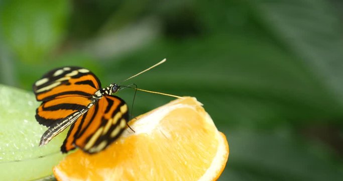 Beautiful butterfly eating papaya fruit. Properly cut juicy fruits are kept for butterfly at butterfly garden and insect kingdom.