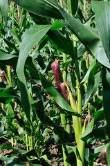 Cornfield