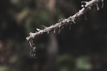 Naklejka na ściany i meble Dry twigs with spider web stuck in blurred background