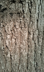 Tree trunk texture background, close up, sunny day