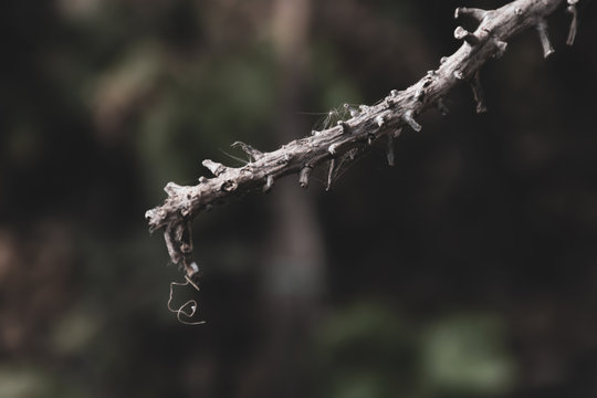Dry twigs with spider web stuck in blurred background