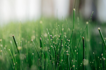 A small bamboo tree planted beside the walkway