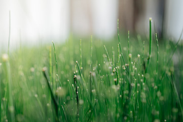 A small bamboo tree planted beside the walkway
