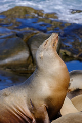 Seal Lion Portrait on the coastline and sunbathing on the rocks , La Jolla Cove north of San Diego, California USA,