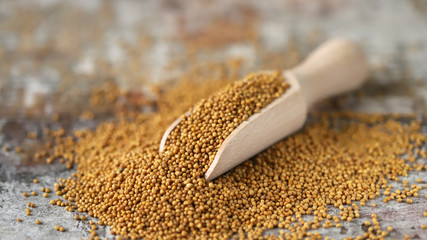 Grains of mustard in a wooden spatula. Selective focus. Macro.
