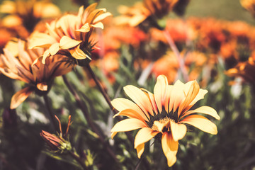 Yellow and orange flowers with background defocused