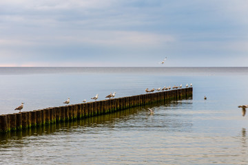 Fototapeta premium Breakwaters at sea during a calm day. Seagull sitting on breakwaters