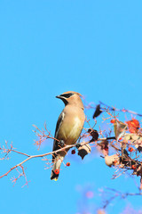 Cedar Waxwing Bird