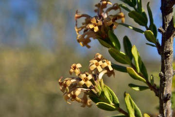 hermosas flores silvestres iluminadas por el sol del atardecer