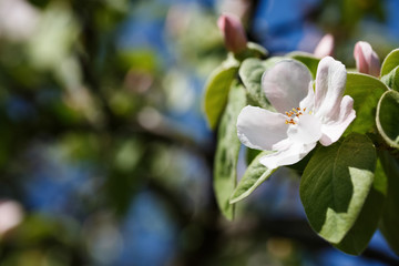 Fototapeta na wymiar blooming cherry blossom, saruka tree.