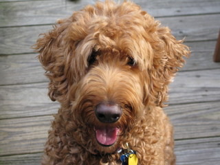 Golden doodle dog sitting smilling