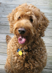 Fototapeta premium Golden doodle dog sitting smilling