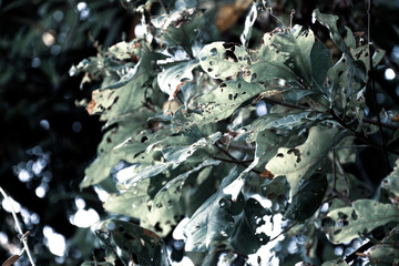 Green leaves that have holes from being eaten by worms