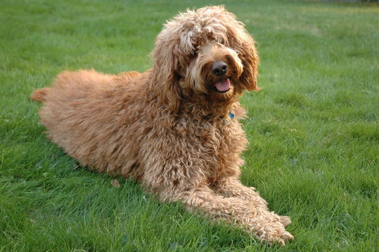 Golden doodle dog laying on the grass smilling.