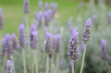 Lavender flowers in the field. Purple