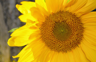 ヒマワリ　素材