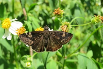 Brown skipper butterfly on spanish needles flower in Florida nature, closeup