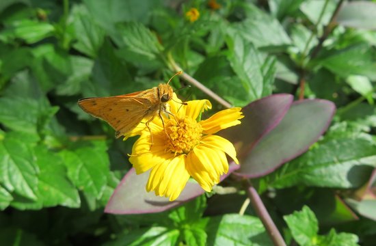 Skipper butterfly on yellow flower in Florida nature, closeup
