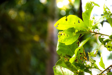 Green leaves that have holes from being eaten by worms