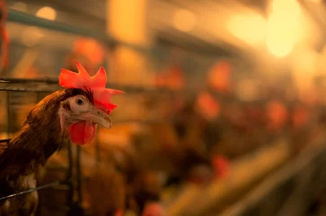 Deurstickers Chicken farm. Egg-laying chicken in cages. Commercial hens poultry farming. Layer hens livestock farm. Intensive poultry farming in close systems. Egg production agriculture. Domesticated birds. © Artinun