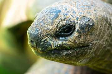 Aldabra Giant Tortoise