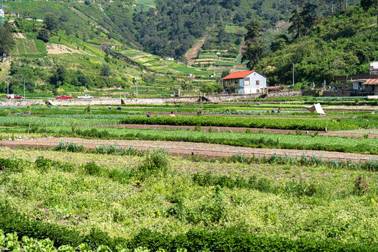 La casa y los trabajadores campesinos en el campo verde de alimentos.