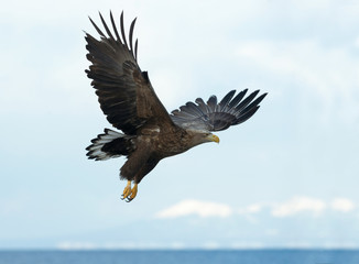 Obraz na płótnie Canvas Juvenile White-tailed eagle in flight. Blue Sky and ocean background. Scientific name: Haliaeetus albicilla, also known as the ern, erne, gray eagle, Eurasian sea eagle and white-tailed sea-eagle.