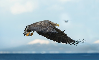 Juvenile White-tailed eagle in flight. Blue Sky and ocean background. Scientific name: Haliaeetus albicilla, also known as the ern, erne, gray eagle, Eurasian sea eagle and white-tailed sea-eagle.