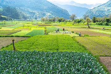 Paisaje del campo de cosechas de Almolonga Guatemala.