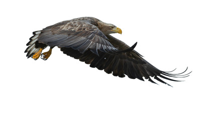 Juvenile White-tailed eagle in flight. Isolated on White background. Scientific name: Haliaeetus albicilla, also known as the ern, erne, gray eagle, Eurasian sea eagle and white-tailed sea-eagle.