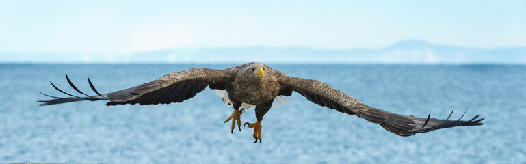 Adult White tailed eagle in flight. Blue sky and ocean background. Scientific name: Haliaeetus albicilla, also known as the ern, erne, gray eagle, Eurasian sea eagle and white tailed sea-eagle