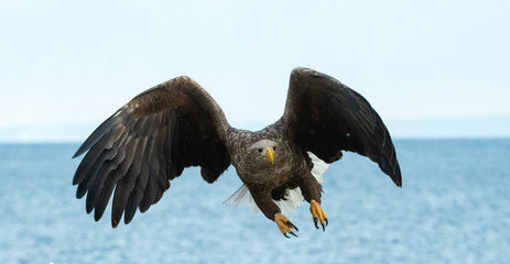 Adult White tailed eagle in flight. Blue sky and ocean background. Scientific name: Haliaeetus albicilla, also known as the ern, erne, gray eagle, Eurasian sea eagle and white tailed sea-eagle