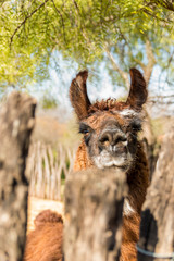 portrait of a llama in a pen