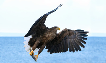 Adult White tailed eagle in flight. Blue sky and ocean background. Scientific name: Haliaeetus albicilla, also known as the ern, erne, gray eagle, Eurasian sea eagle and white tailed sea-eagle
