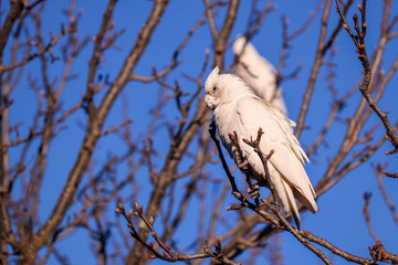 white cockatoo in a high tree branch australian bird blue sky backgroud photogrphy