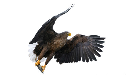 Adult White tailed eagle with fish in flight. Isolated on White background. Scientific name: Haliaeetus albicilla, the ern, erne, gray eagle, Eurasian sea eagle and white-tailed sea-eagle.
