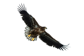 Juvenile White-tailed eagle in flight. Isolated on White background. Scientific name: Haliaeetus albicilla, also known as the ern, erne, gray eagle, Eurasian sea eagle and white-tailed sea-eagle.