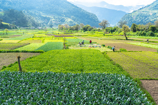Paisaje del campo de cosechas de Almolonga Guatemala.