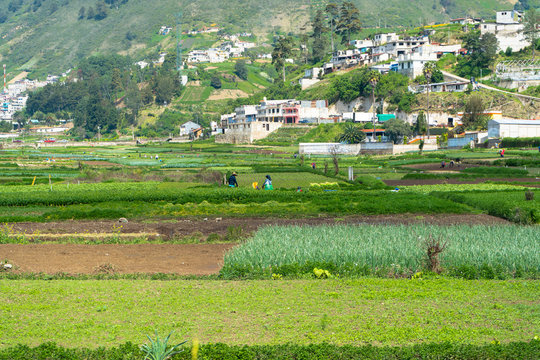 Paisaje del campo de Almolonga Guatemala en donde se ven los campesinos trabajando, las cosechas y sus viviendas.